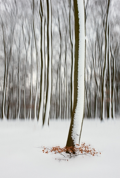 137 - WINTER FOREST - SCHMIT JEAN-PAUL - luxembourg.jpg